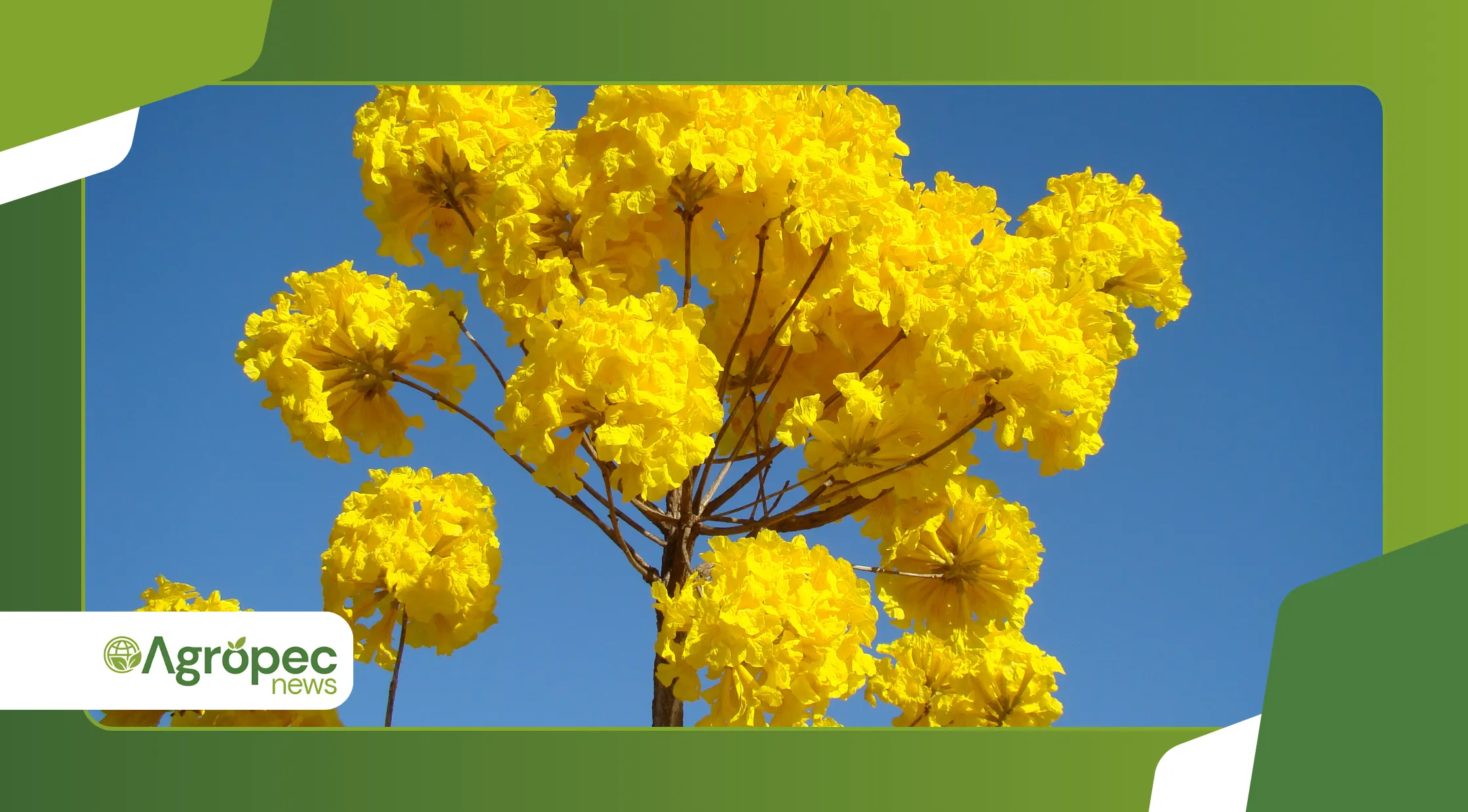 Espécies nativas brasileiras que estão ganhando destaque