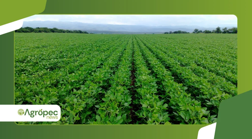 Tendências 2025-2026 na horta doméstica