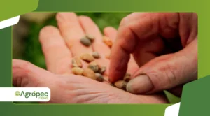 Como escolher sementes de plantas ornamentais de qualidade