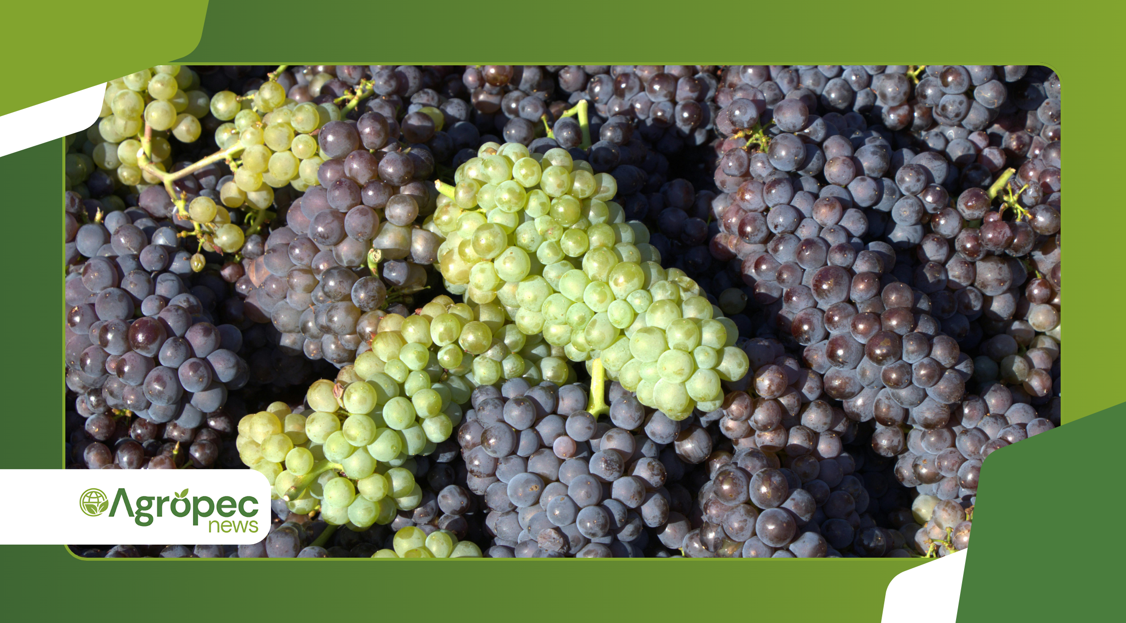 preparar o plano de custos para sua safra