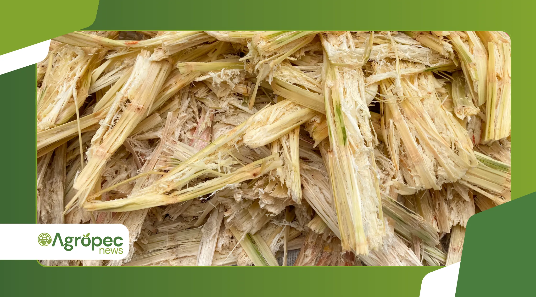 Biochar de bagaço de cana