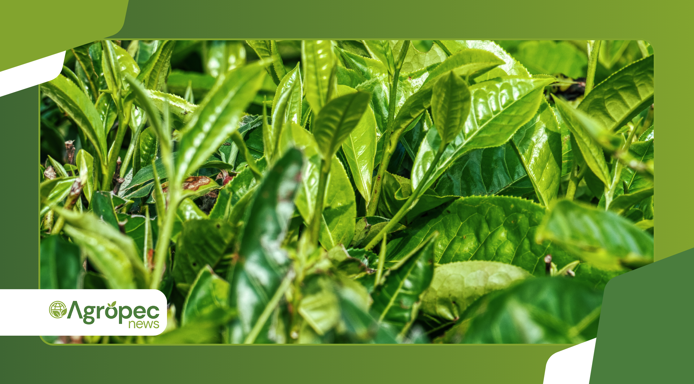 Cultivo de plantas bioativas para controle natural de pragas