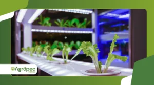 O Jogo de Luz e Sombra: Como o Fotoperíodo Domina Sua Colheita Doméstica