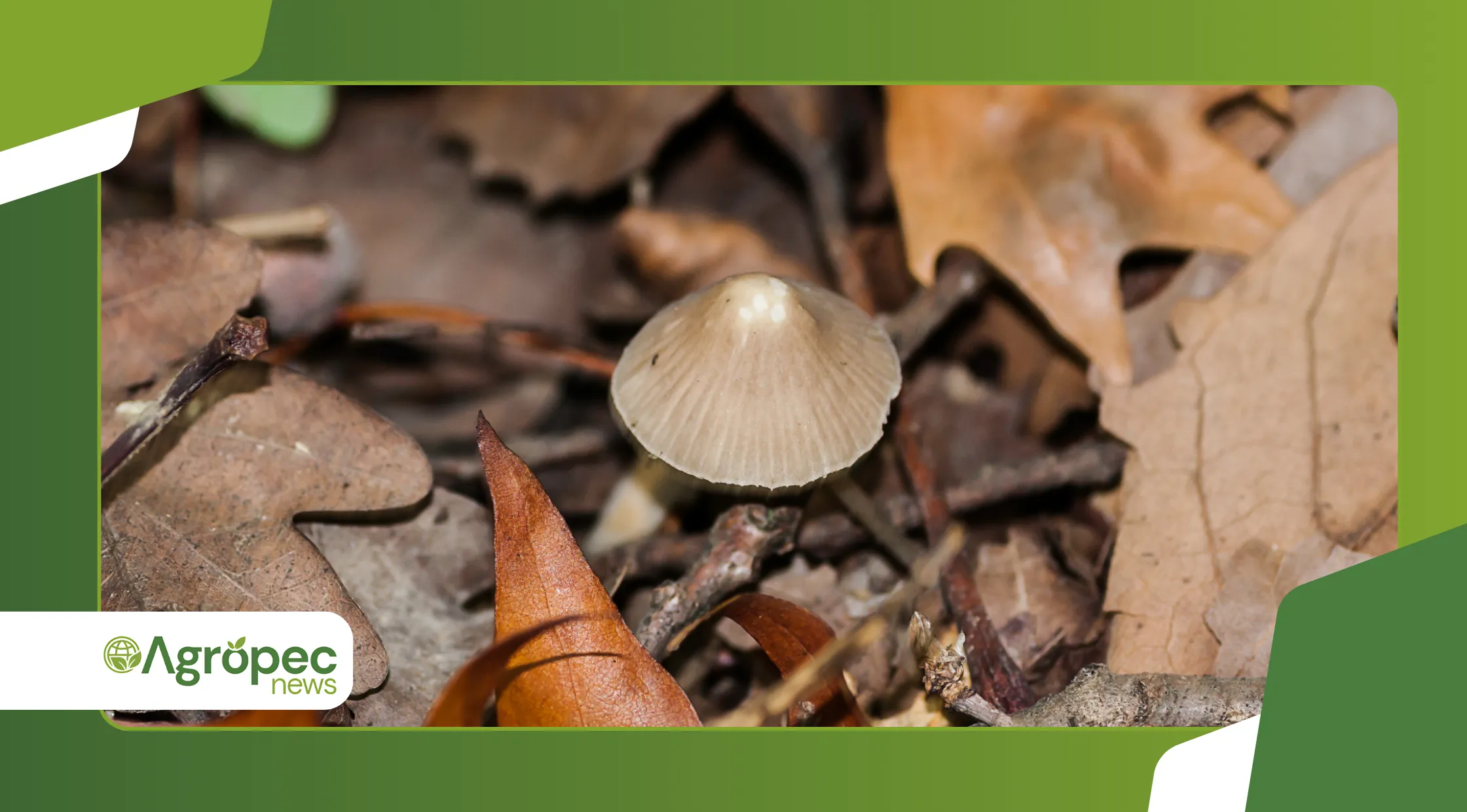 Microbioma do Solo em Lavouras Orgânicas