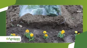 Intercrop: combinações de plantas que aumentam a produtividade sem ampliar área cultivada