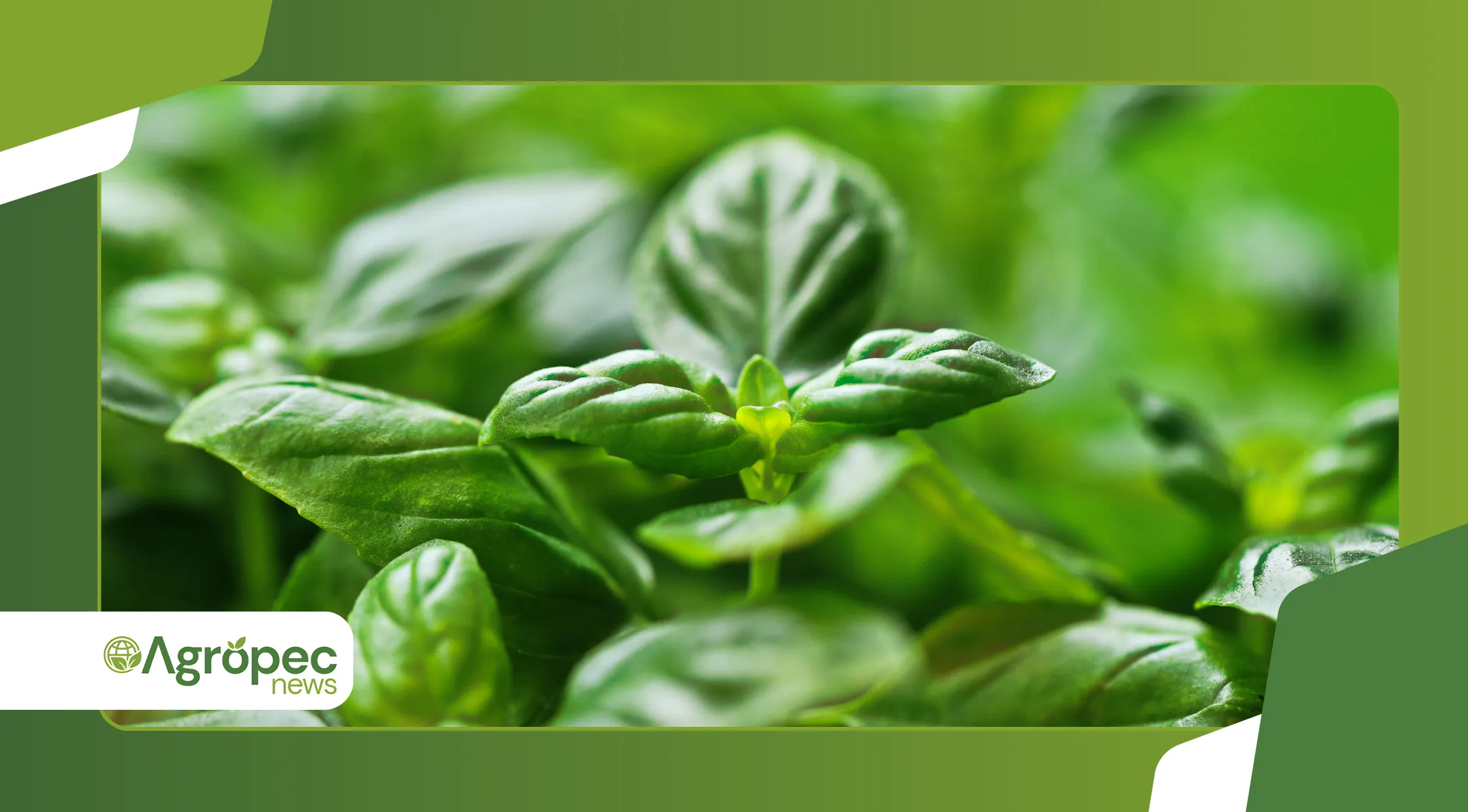 plantas acumuladoras de metais