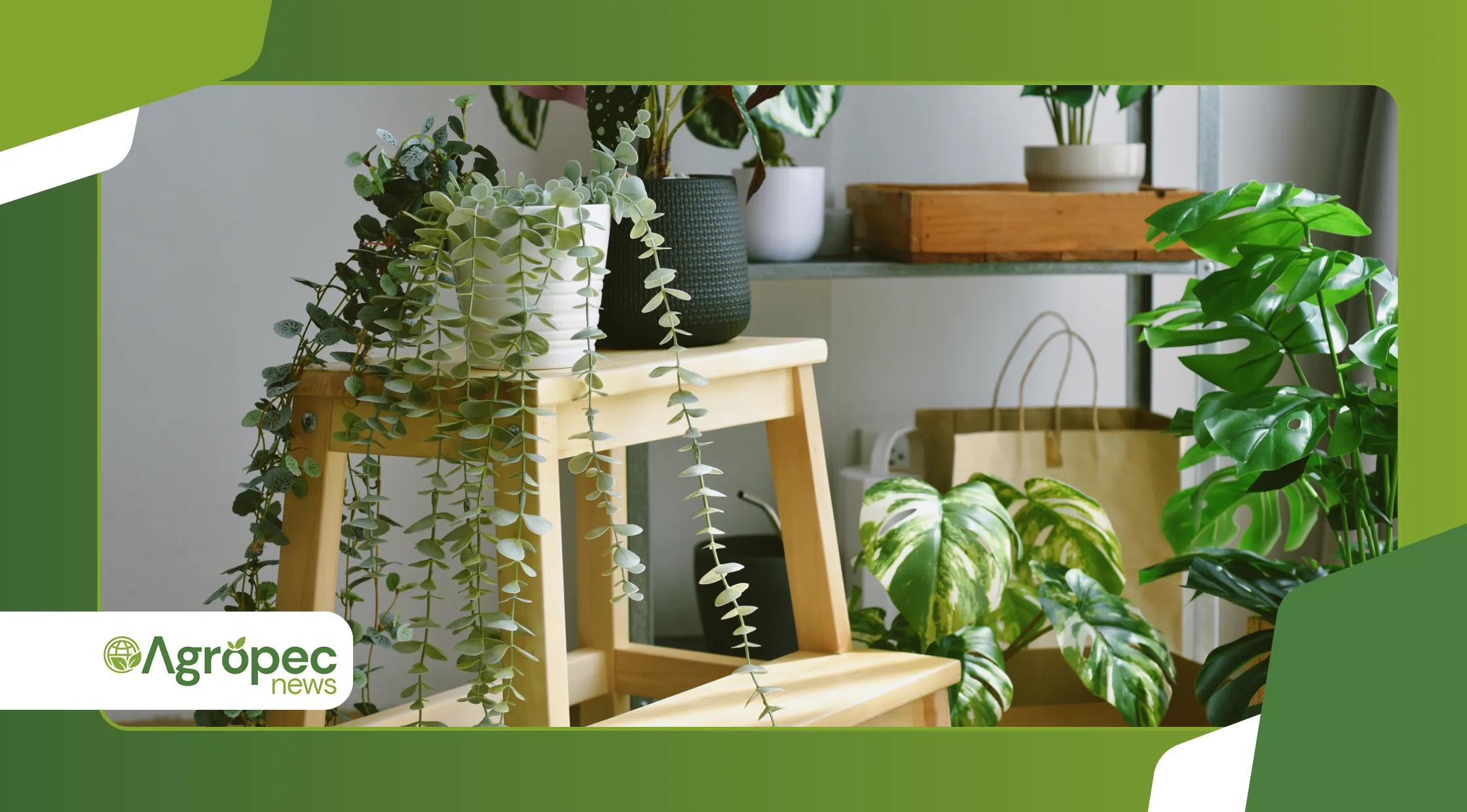 Cultivares Tropicais