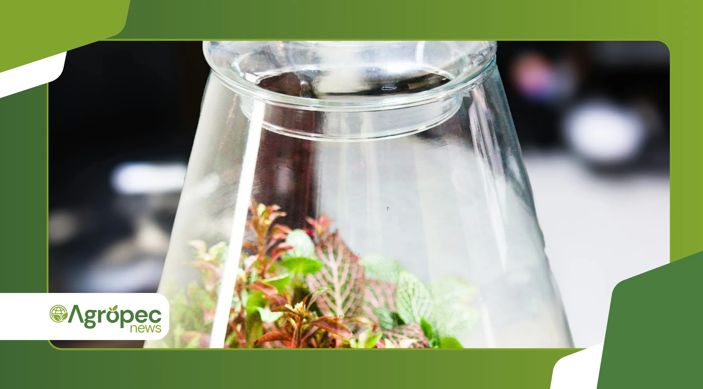 Microclimas Domésticos