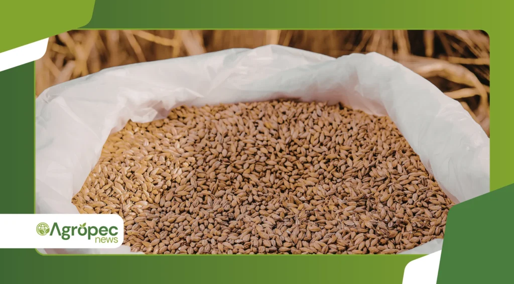 déficit hídrico no enchimento