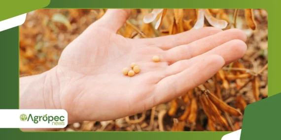 Uso de modelos preditivos para calcular risco de ferrugem asiática da soja por microzona climática