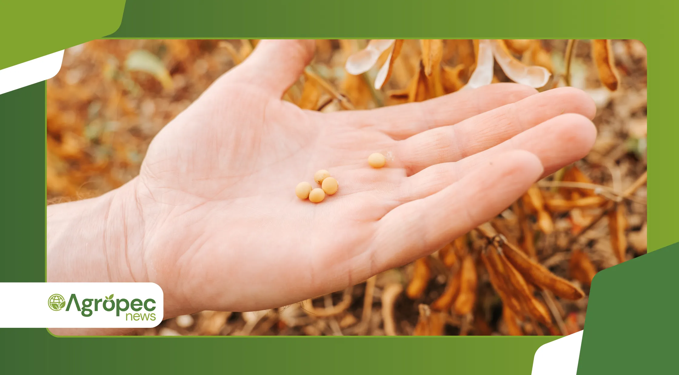 modelos preditivos para calcular risco de ferrugem