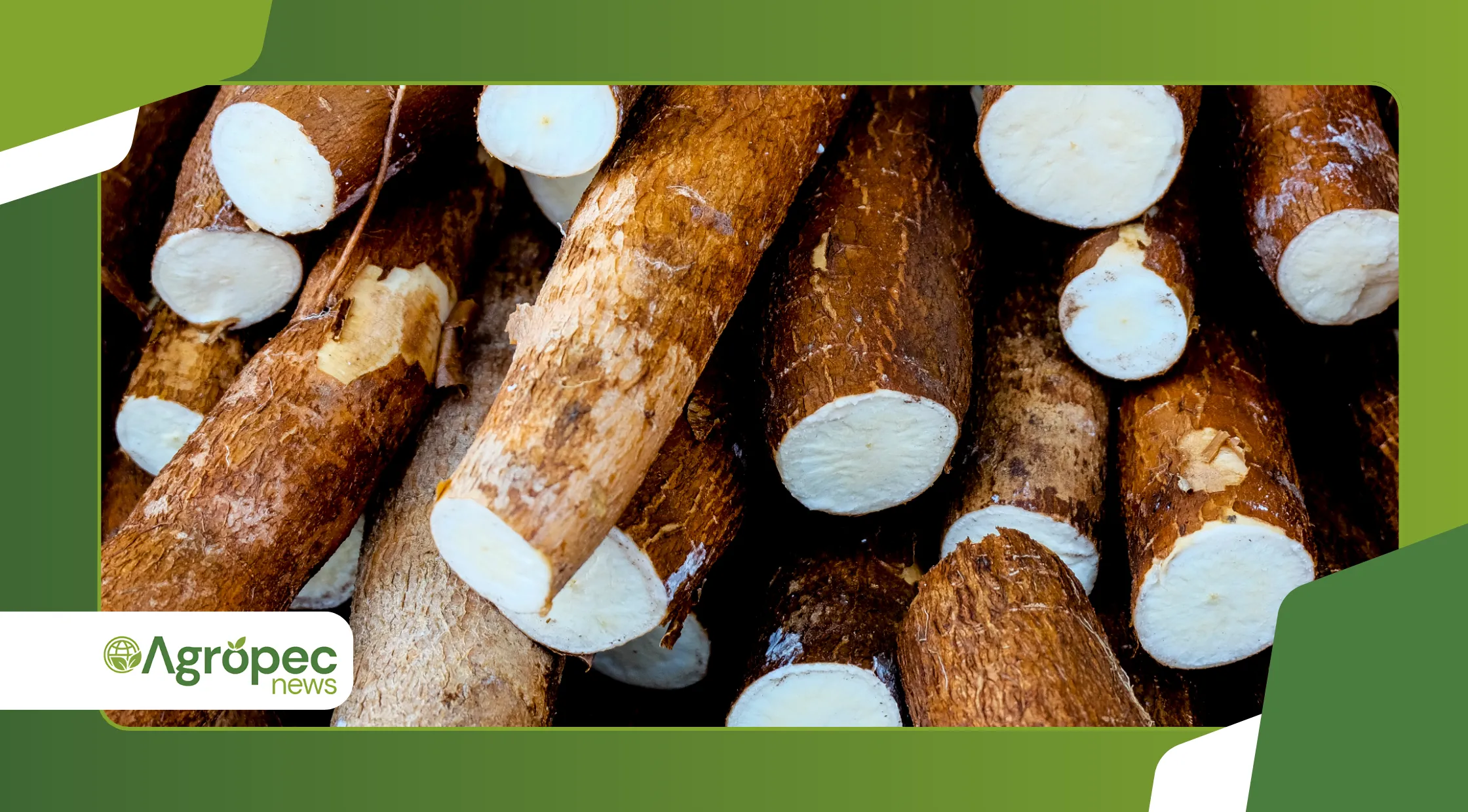 variedades de mandioca resistentes à bacteriose