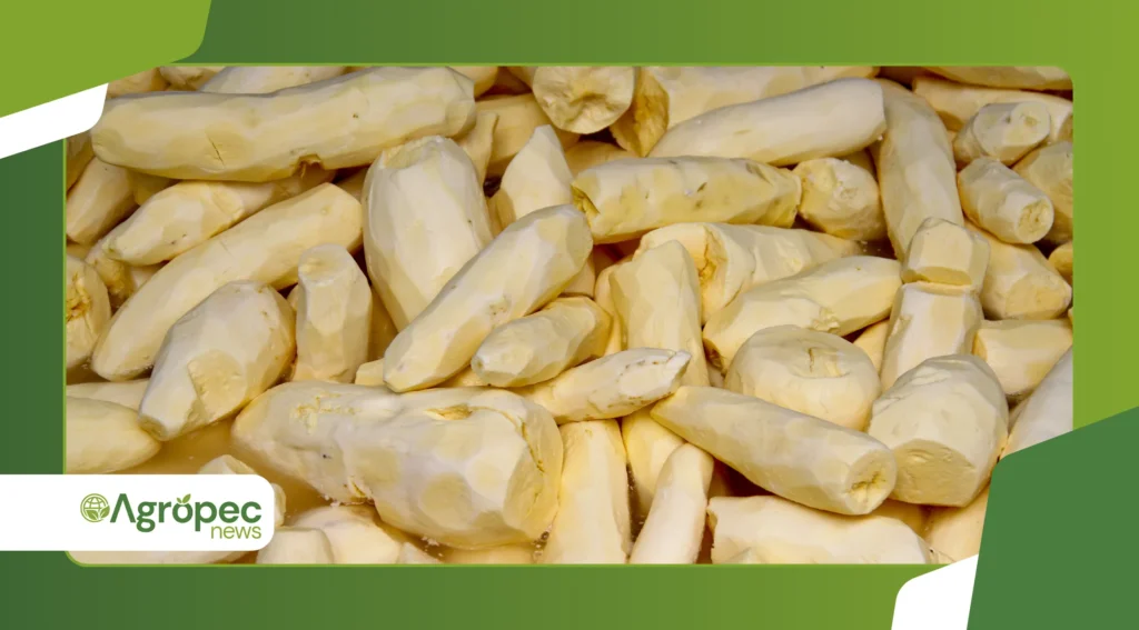 variedades de mandioca resistentes à bacteriose