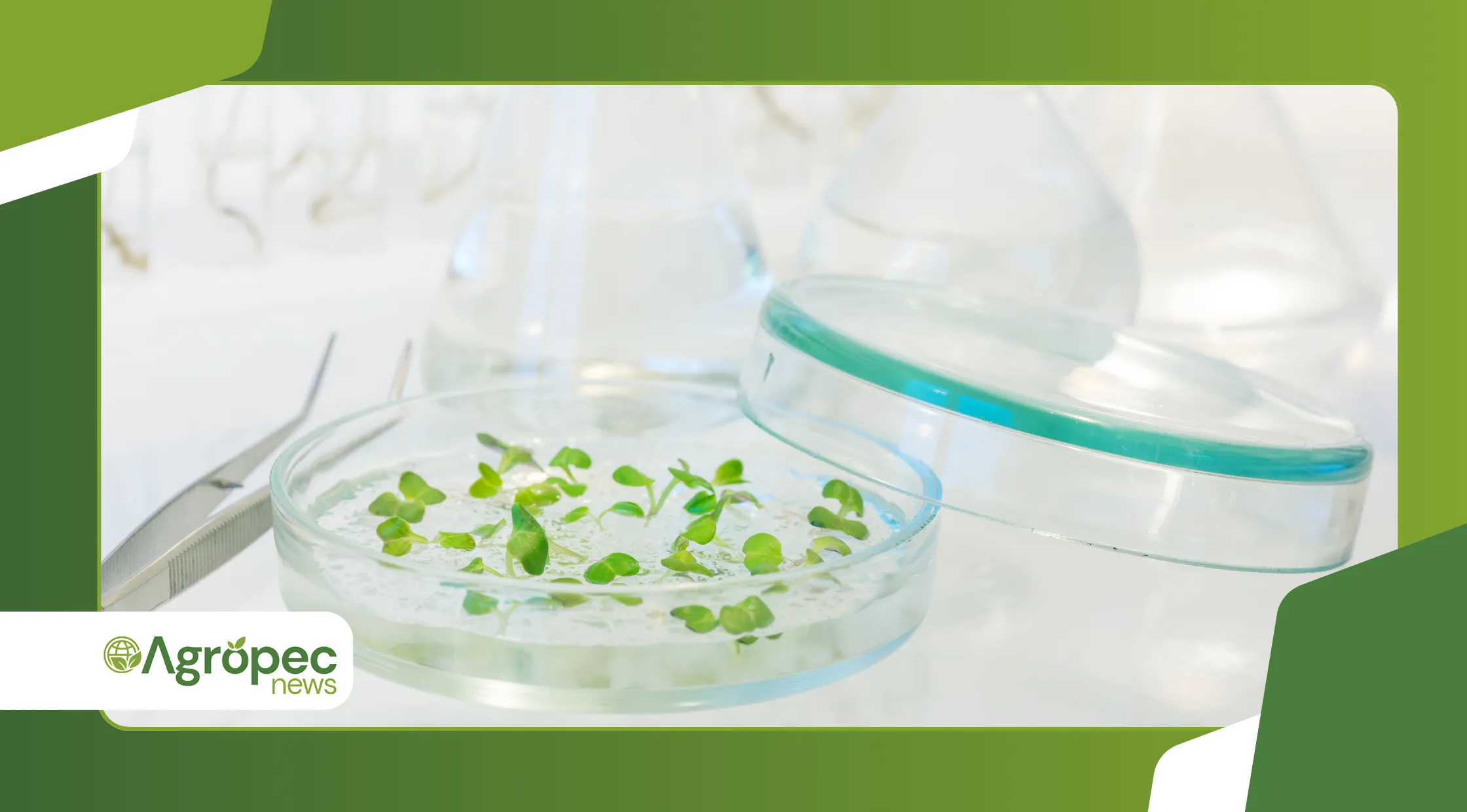 Produção de mudas clonais