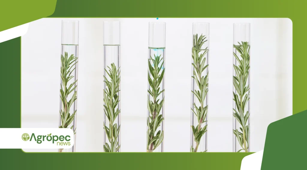 Produção de mudas clonais