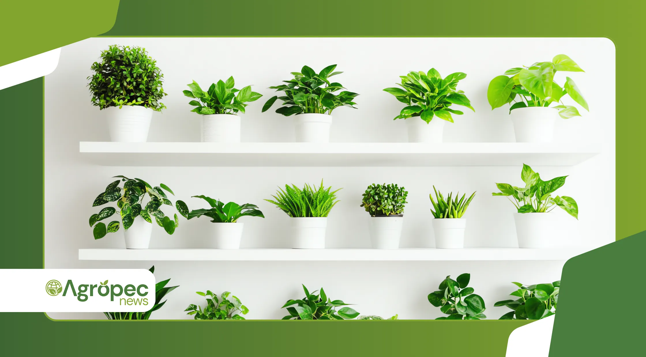 Produção de mudas clonais