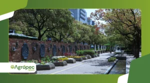 Planta Purslane: como cultivar e usar em jardins urbanos