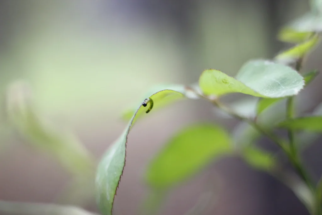 Cultivo de folhas baby leaf em casa: colheita rápida e prática