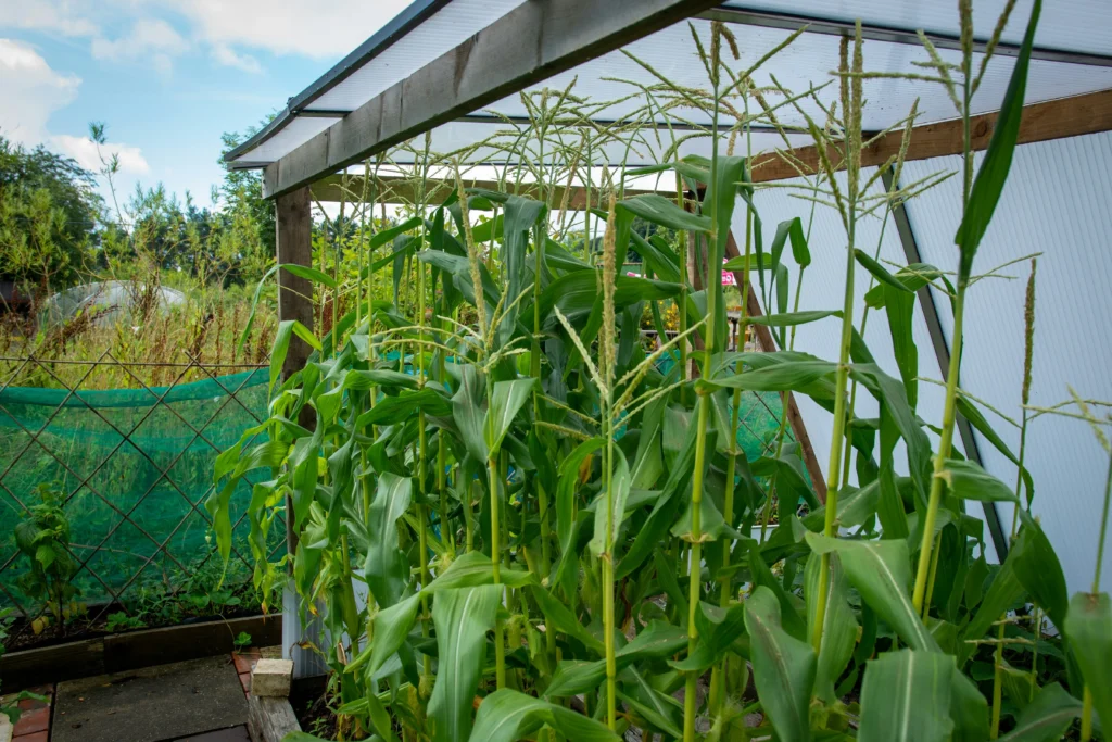 Horta indoor com LED full spectrum: como montar passo a passo