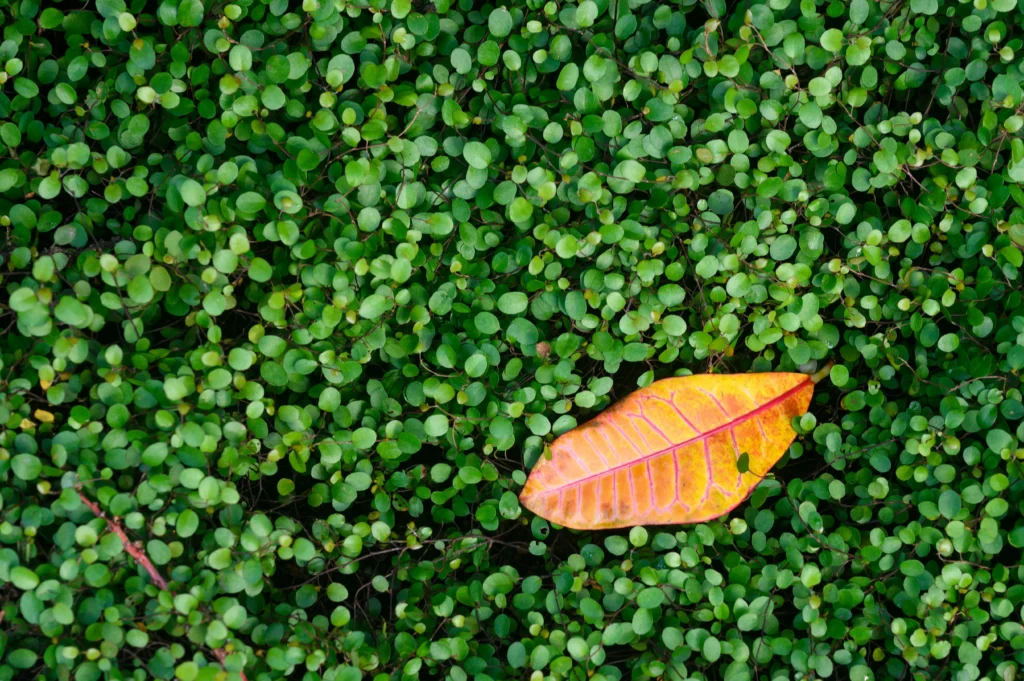 Cultivo de folhas baby leaf em casa: colheita rápida e prática