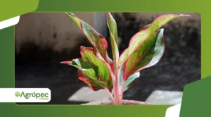 Plantas edimentais em casa