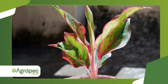 Plantas edimentais em casa: cultivo de comestíveis ornamentais