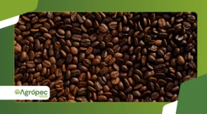 Café orgânico regenerativo: técnicas que aumentam qualidade