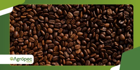 Café orgânico regenerativo: técnicas que aumentam qualidade