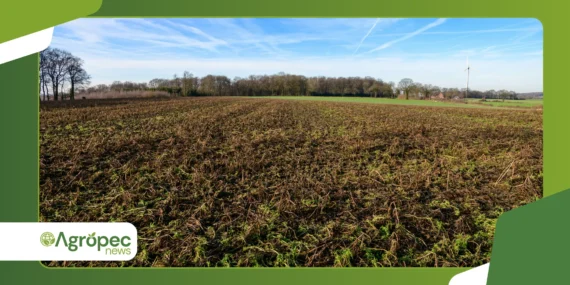 Orgânicos e crise climática: resposta ao El Niño no campo