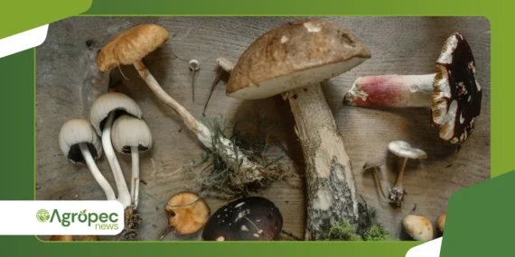 Cultivo de cogumelos em casa: técnica simples e produtiva