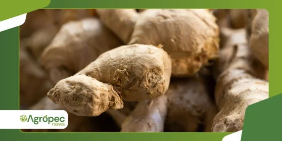 Cultivo de gengibre em vaso: produção fácil dentro de casa