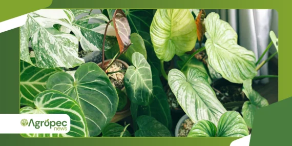 Horta em casa com plantas PANC: alimentos nutritivos pouco usados