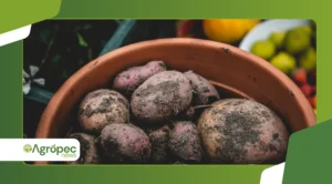 Plantio de batata em balde: técnica prática para espaços pequenos