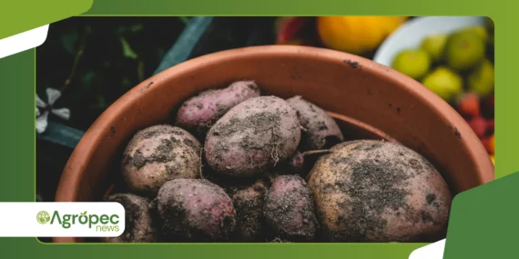 Plantio de batata em balde: técnica prática para espaços pequenos