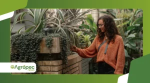 Plantas gigantes na decoração 2026: tendência volta com força