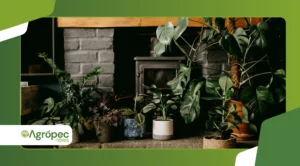 Plantas low-light indoor