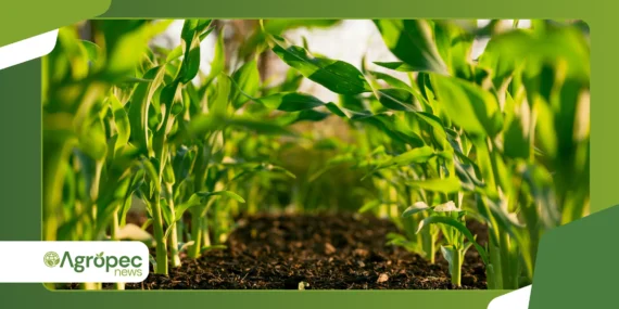 Rastreabilidade orgânica 2026: exigências ganham força