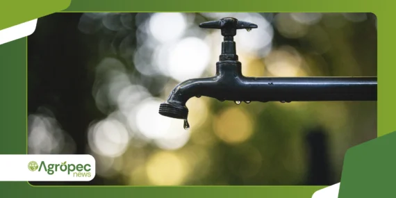 Rega por gotejamento caseiro: sistema econômico e eficiente