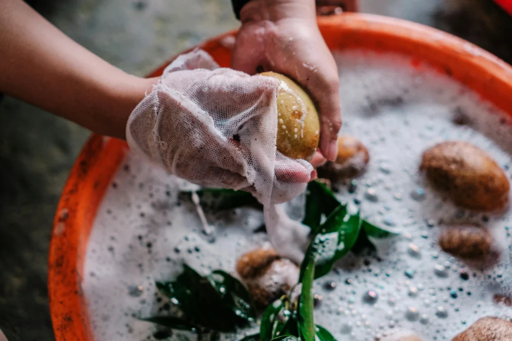 Plantio de batata em balde