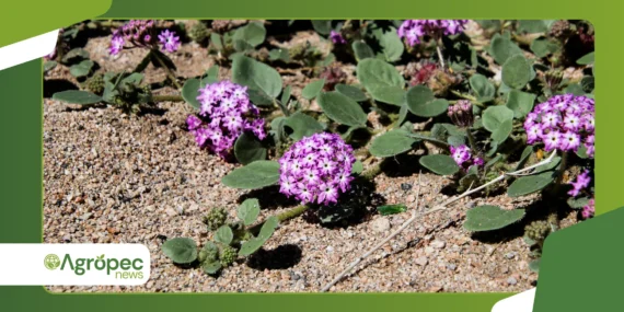 Plantas drought-tolerant: ideias para jardins sustentáveis 2026