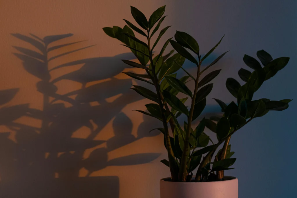 Plantas low-light indoor