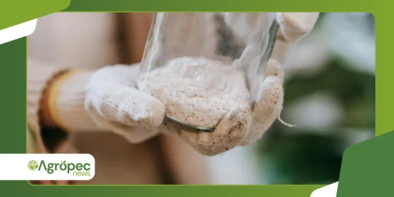 Pó de rocha na agricultura: alternativa a fertilizantes caros