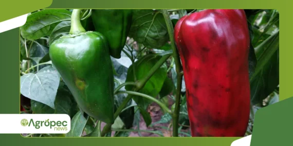 Cultivo de pimentas raras em casa: variedades exóticas produtivas