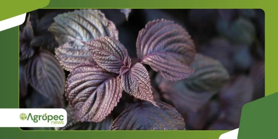 Cultivo de shiso em casa: horta gourmet ganha espaço
