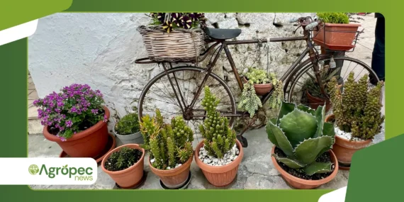 Jardinagem vintage com plantas clássicas: estilo volta em alta