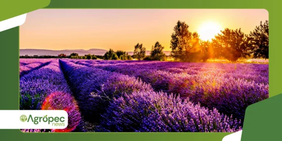 Lavanda e gramíneas ornamentais: tendência forte em 2026