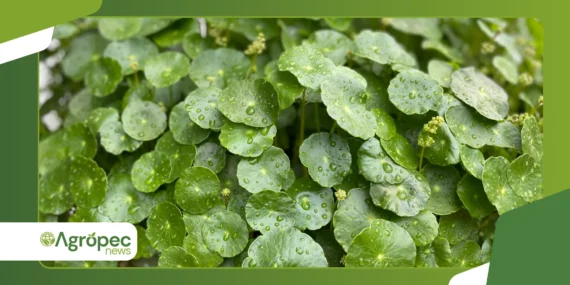 Pilea peperomioides 2026: por que virou tendência global