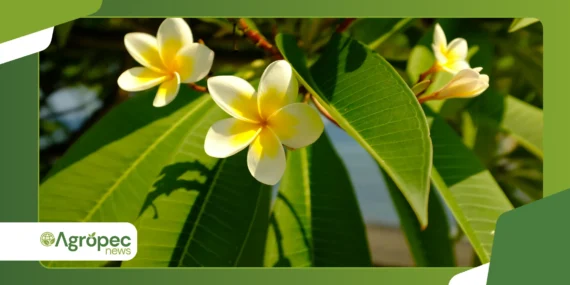 Plantas tropicais raras: espécies exóticas viram tendência