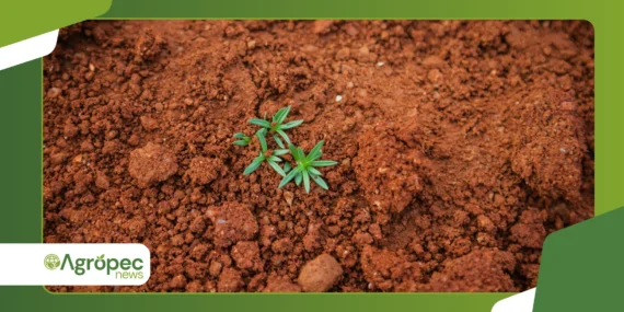 Plantio em solo compactado: técnicas modernas de correção
