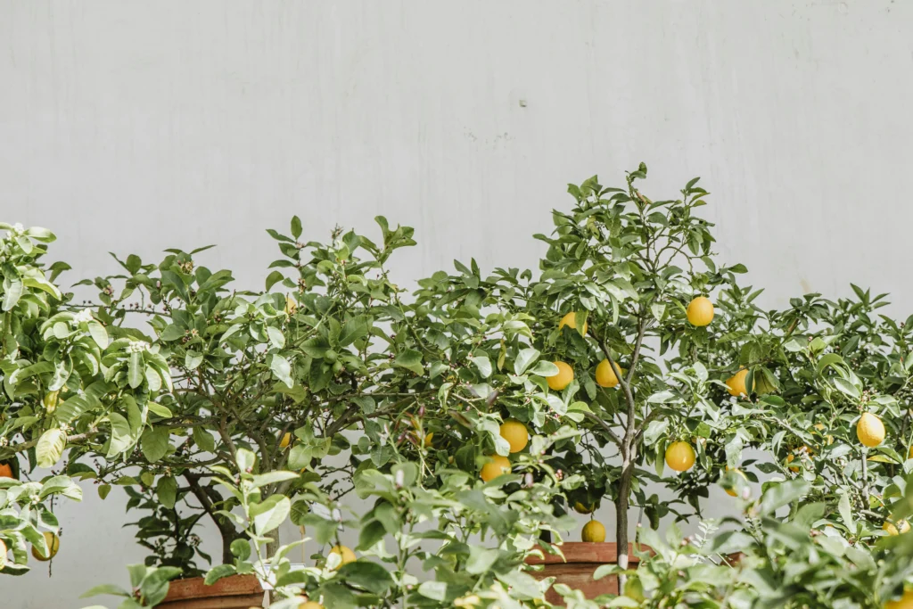 Jardinagem resiliente lemonading